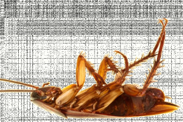 Скачать кракен тор