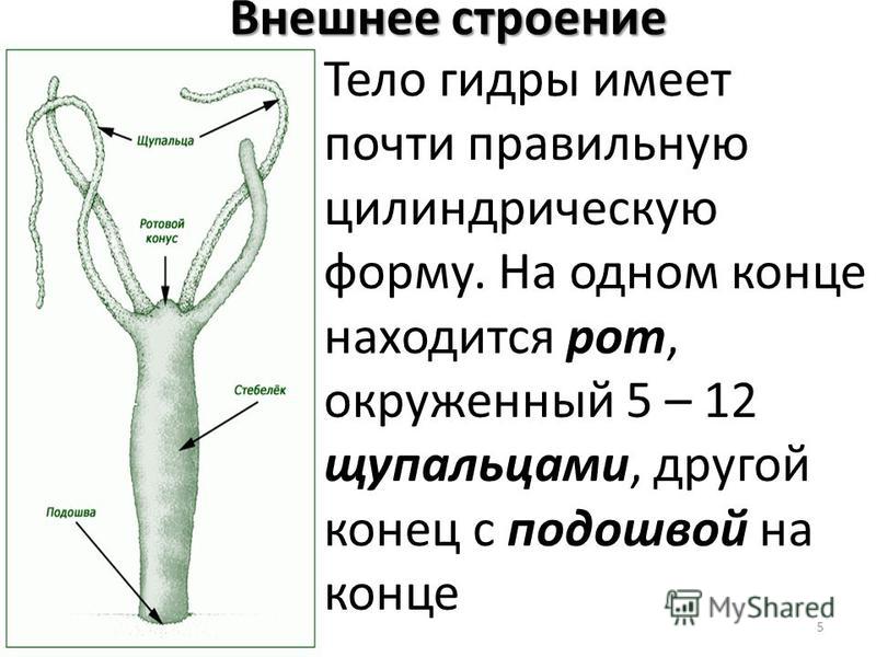 Магазин kraken даркнет